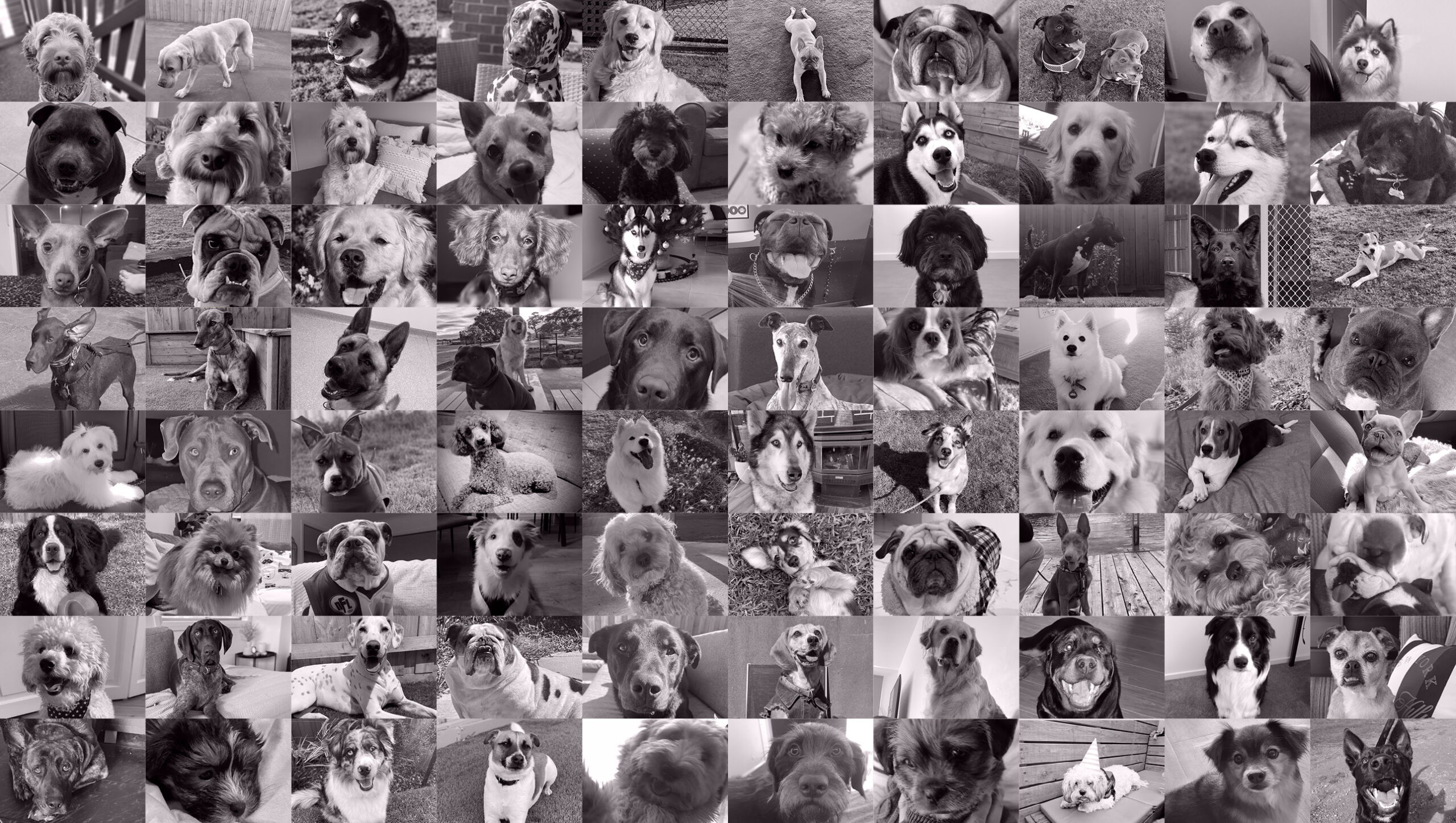 Merrifield dog park community event 20 May Merrifield Melbourne